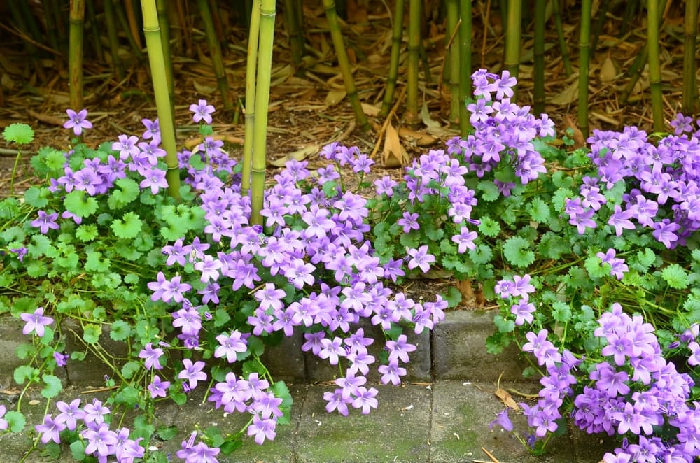heavily mulched ground covering campanula plants