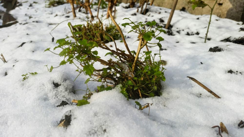 pruned campanula that has been fully cut back, with ground covered in snow