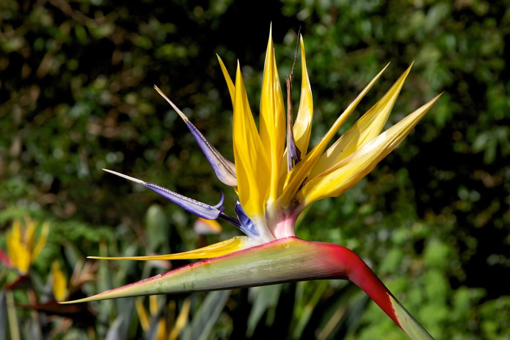 Strelitzia reginae 'Mandela's Gold' plant with yellow and purple spiked petals