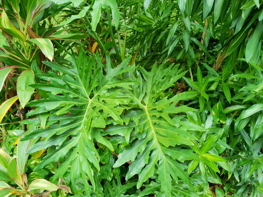 P. bipinnatifidum growing outdoors with unusual shaped leaves