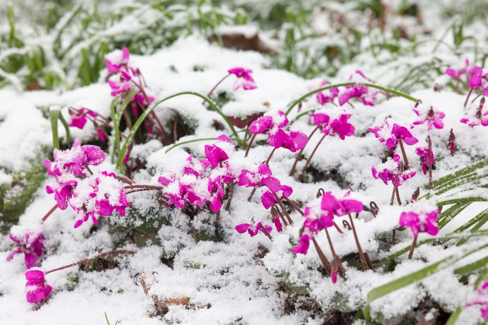eastern sowbread in flower with a light dusting of snow in winter
