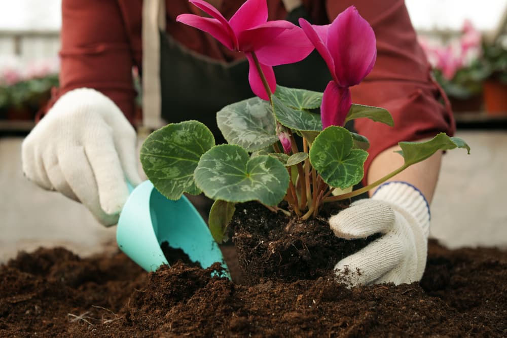 gardener using a hand trowel to remove soil from the roots of a cyclamen plant