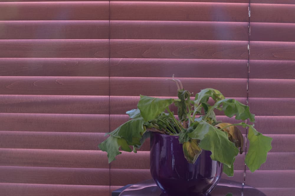 a neglected Gerbera houseplant with yellow and brown wilted foliage in front of some window blinds