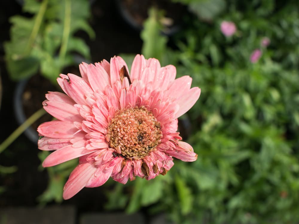 a gerbera daisy ready for deadheading which has lost most of its petals and is beginning to turn brown