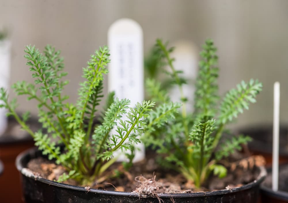 potted cuttings of achillea propagating in a black plastic pot