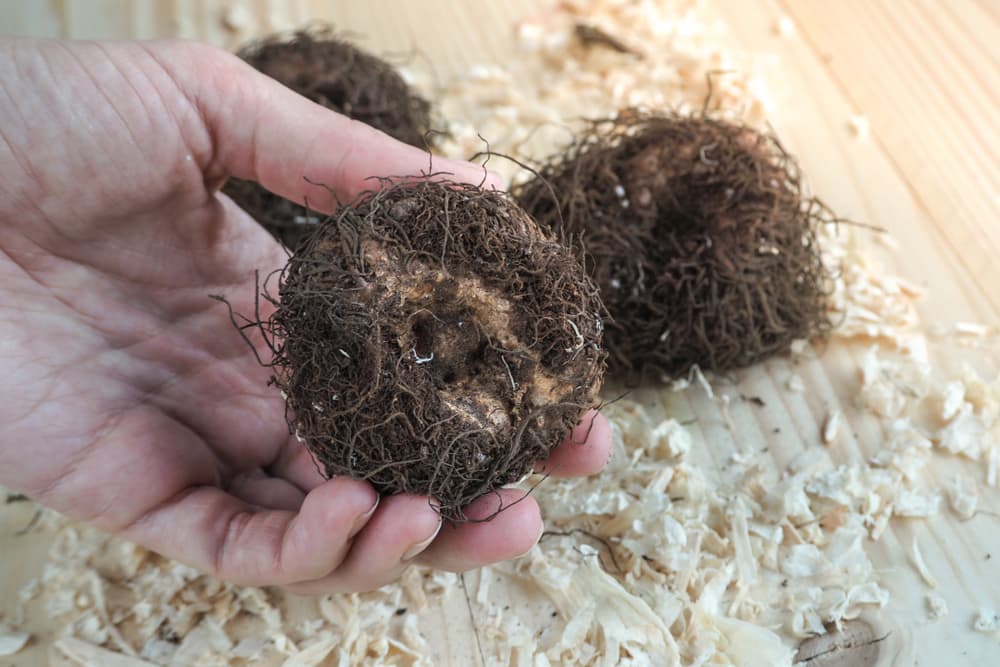 hand showcasing one of several begonia tubers, with saw dust in the background