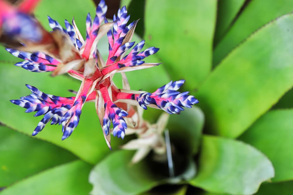 a del mar aechmea plant with blue and pink flowering stem