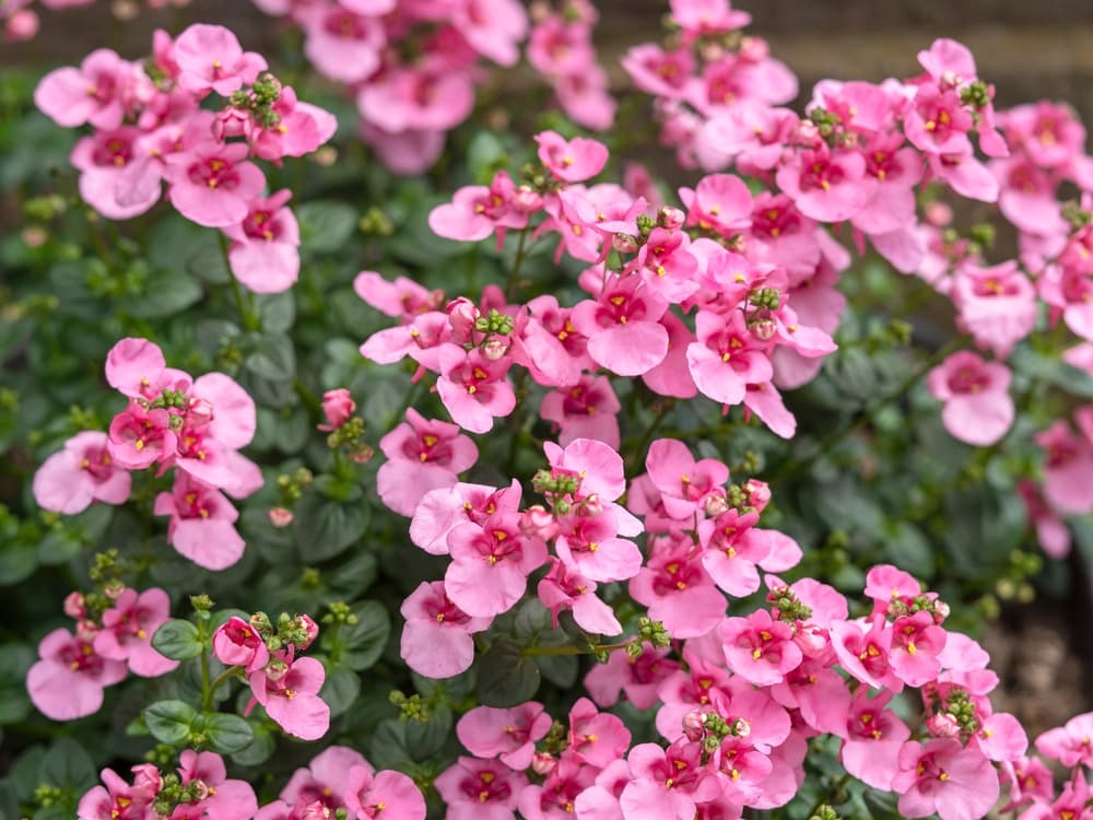 twinspur ‘Lilac Belle’ with pink flowers