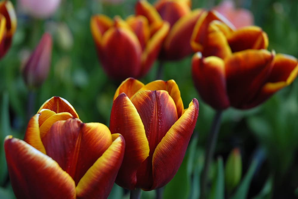 burgundy and orange flowering tulip heads var Abu Hassan