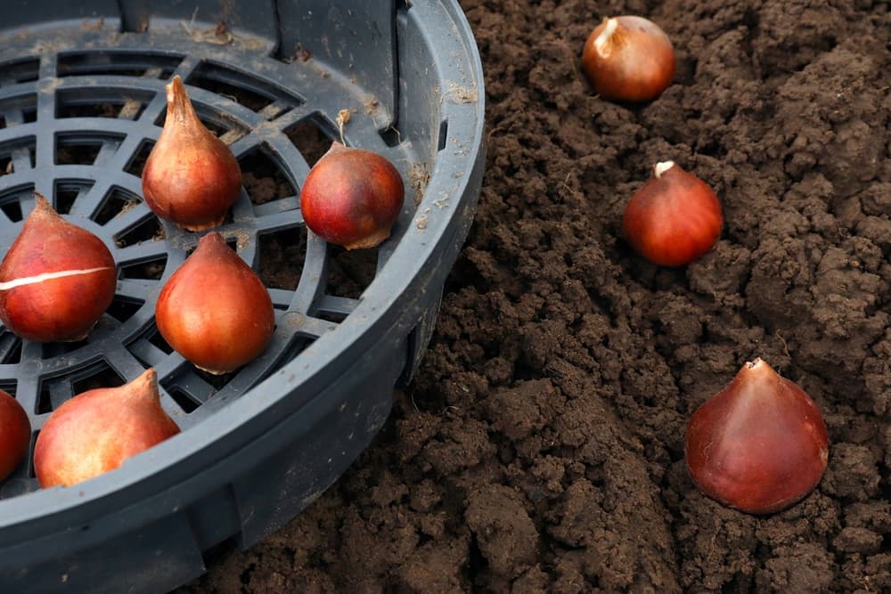 tulip bulbs with their skin intact planted in a row, with a bulb tray alongside them