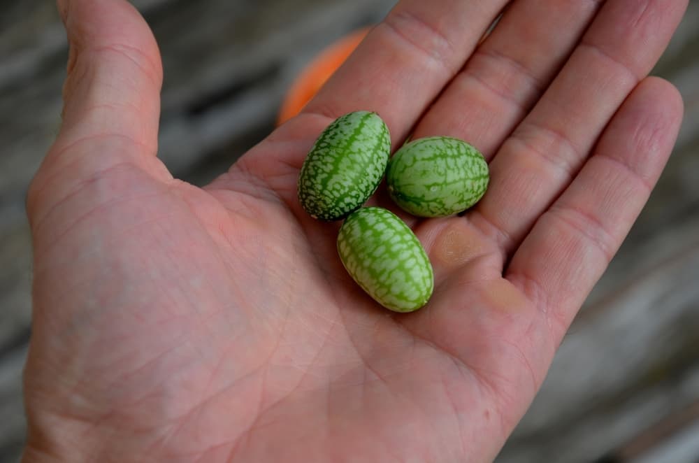 an open hand showing three cucamelon fruit