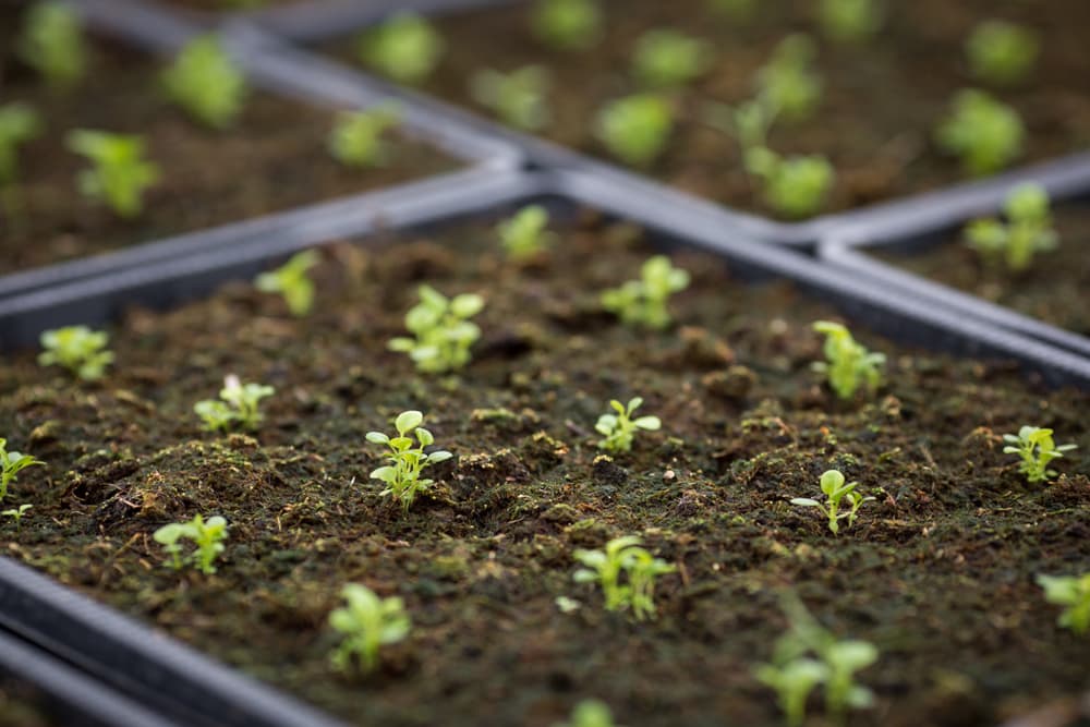 lobelia seedlings growing at equal distances in a tray