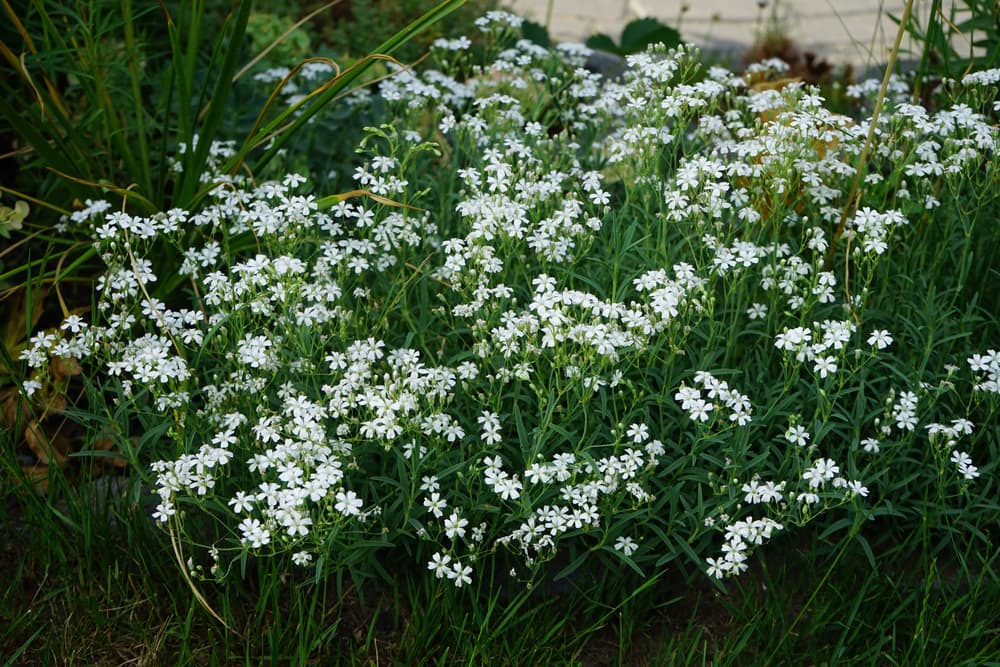 alpine gypsophila growing in a grassy border