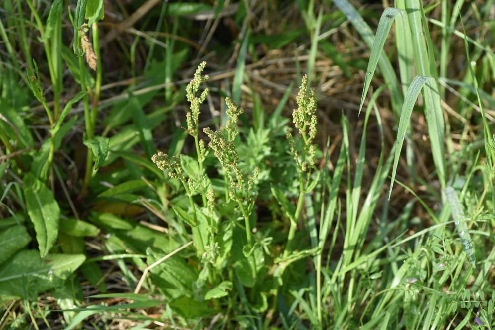 flowering sorrel beginning to turn to seed