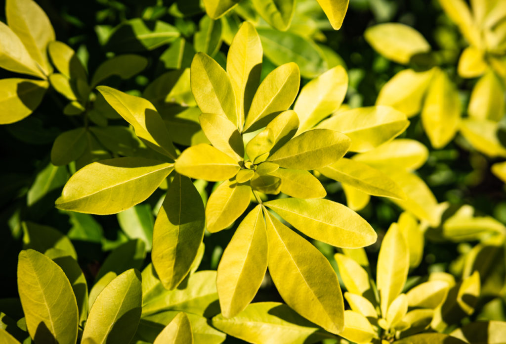 golden yellow leaves from a Mexican orange blossom plant growing in the sun outside 