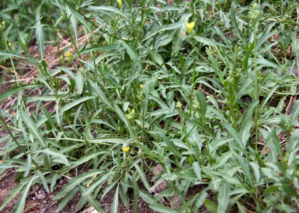 Diplotaxis tenuifolia growing in its native environment