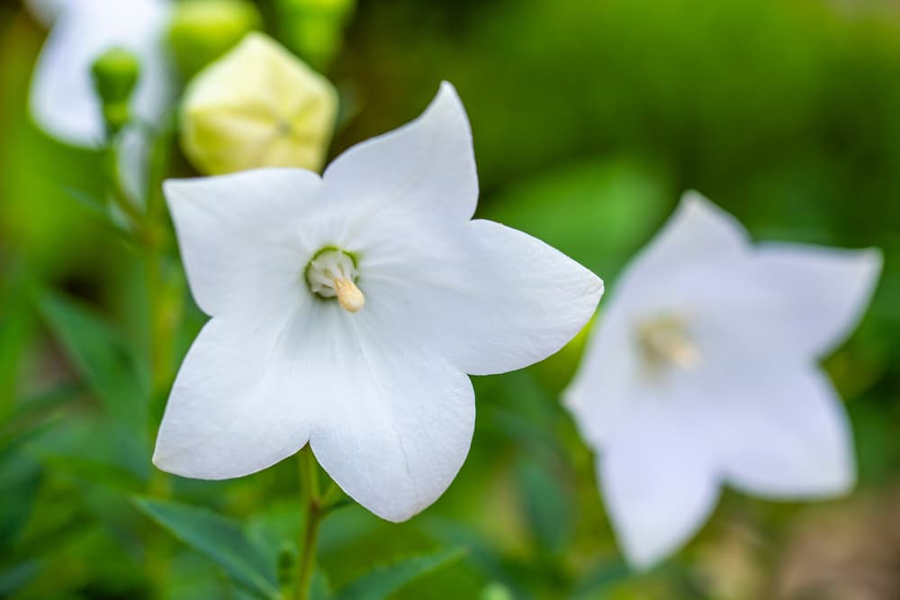 two white Platycodon grandiflorus flowers