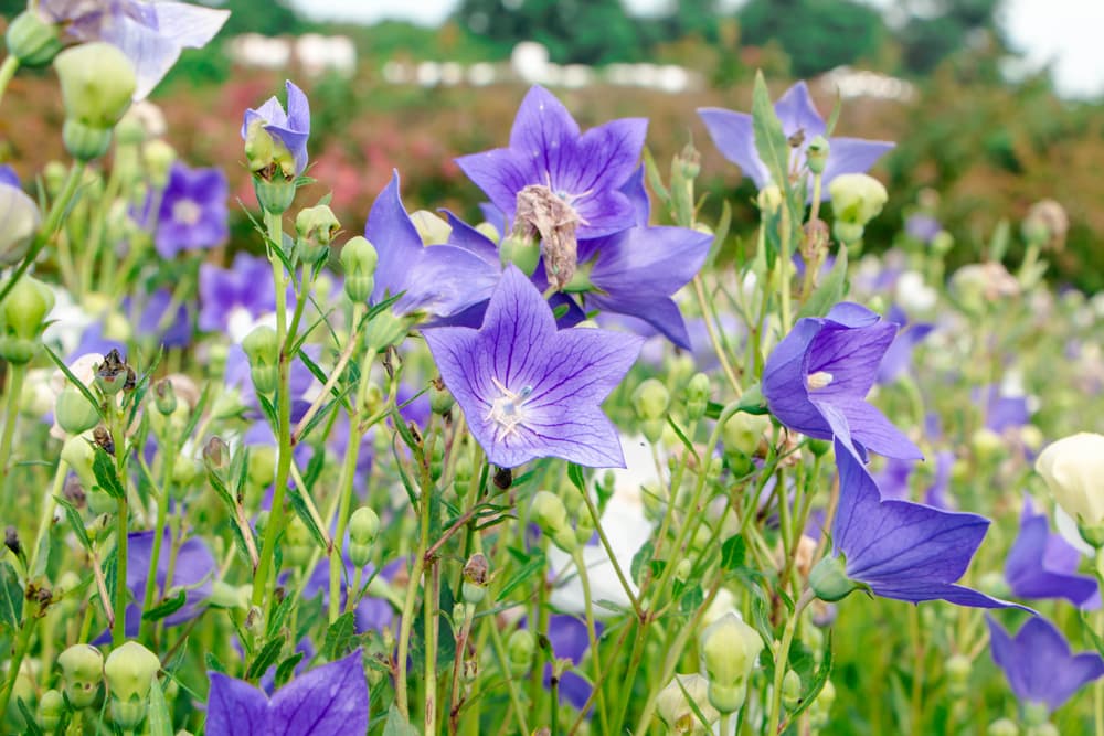 Chinese bellflowers in bloom in a large perennial border