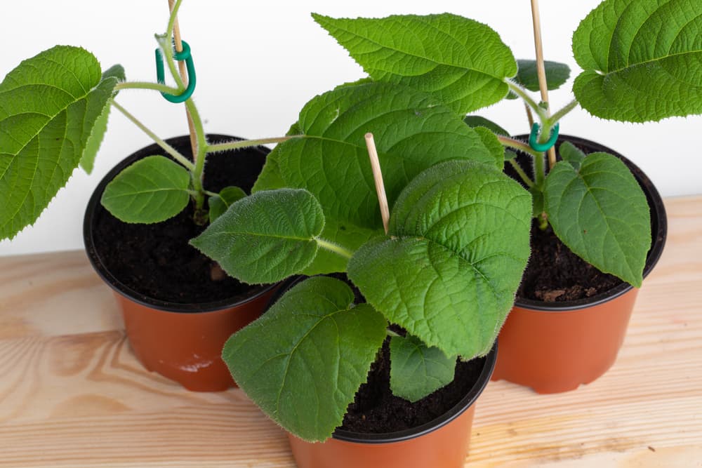 several young potted kiwi plants
