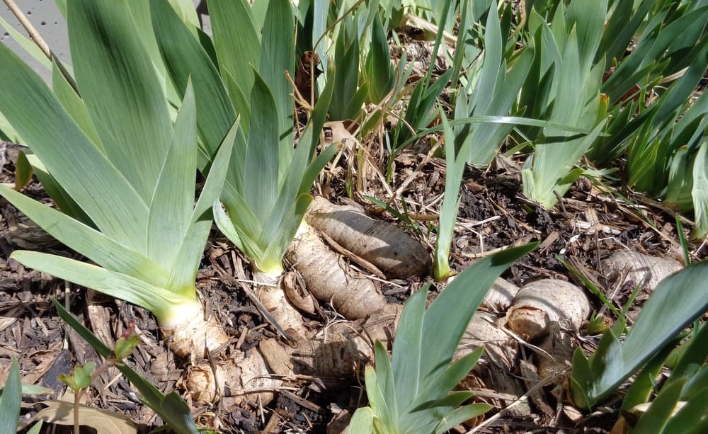 shallow planted iris rhizomes showing emerging leaves