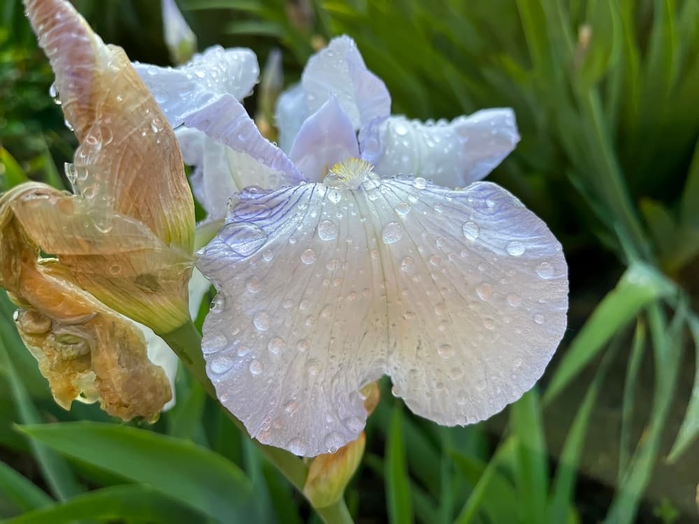 white and blue petals of Iris germanica