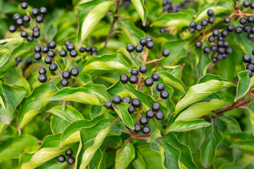 stiff dogwood with dark blue berries