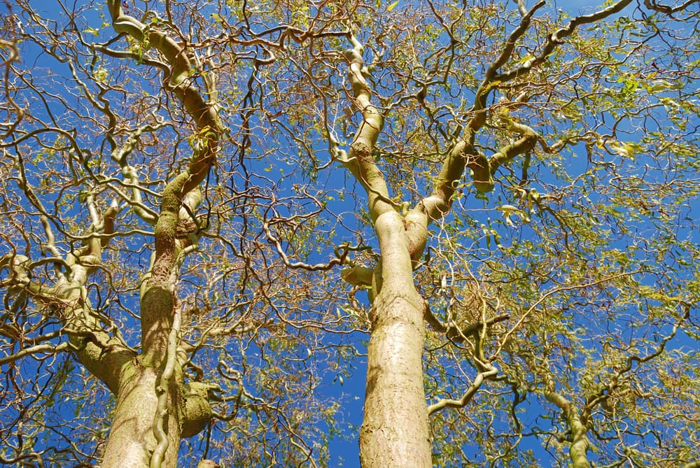 two corkscrew willow trees with unusual twisting branches against a blue sky