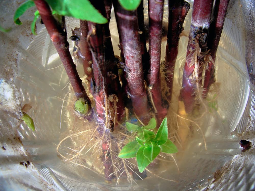 cuttings of a willow tree propagating in water