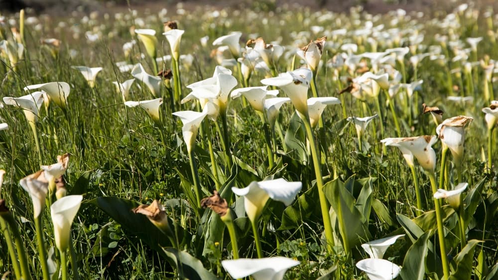 a large field of white flowering arum lily