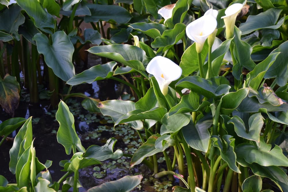 white calla lilies growing from wetground with white and yellow flowers