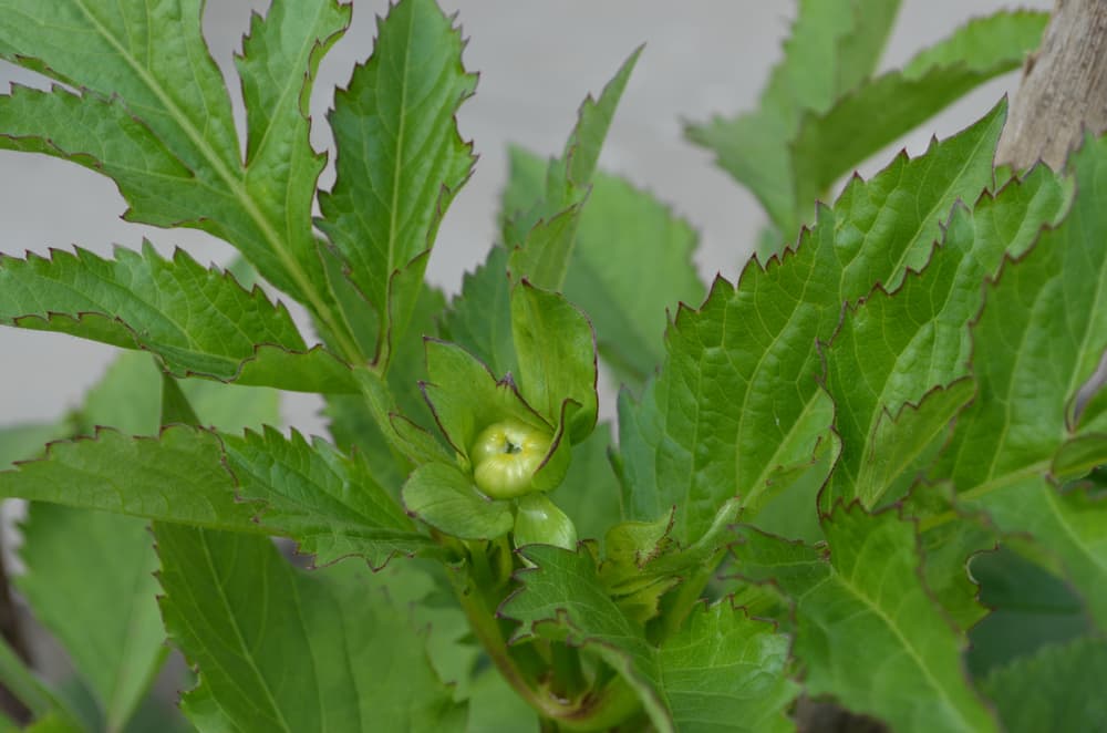 the terminal bud of a dahlia seedling ready to be pinched out