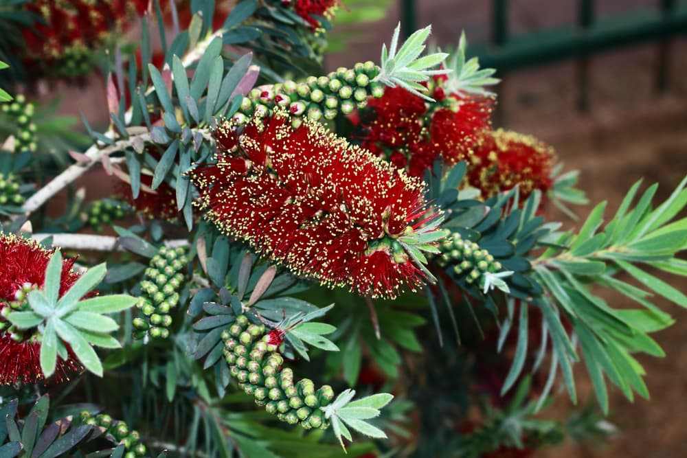 C. viminalis 'Little John’ with red pine-like flowers