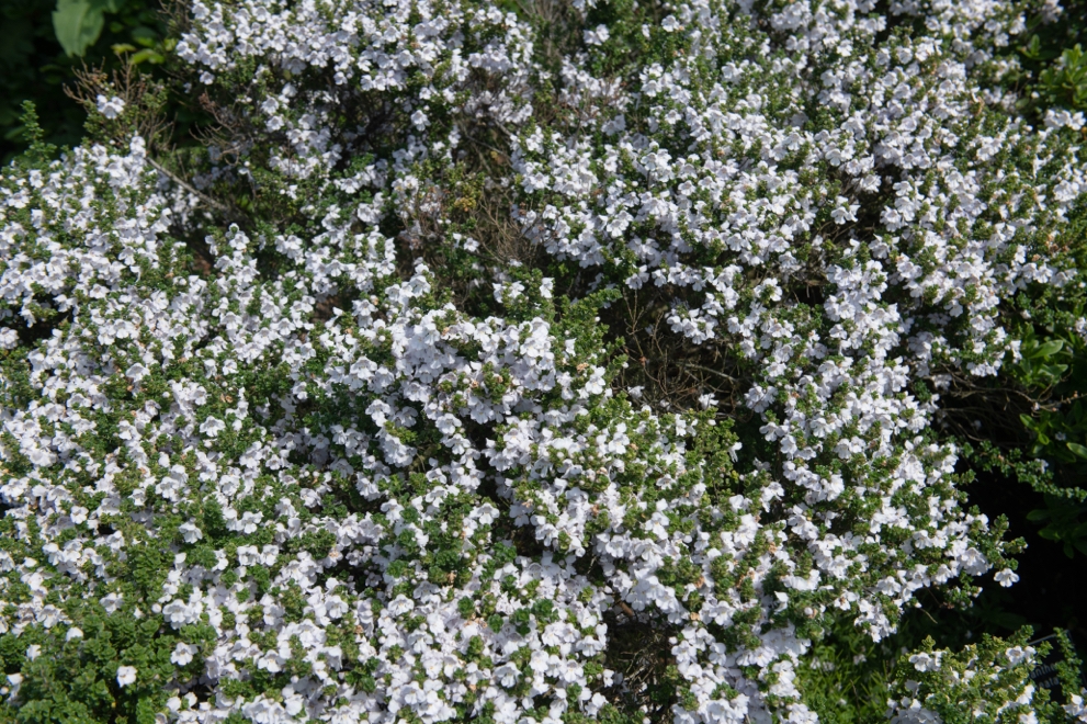 alpine mint bush with lots of small white flowers growing outdoors