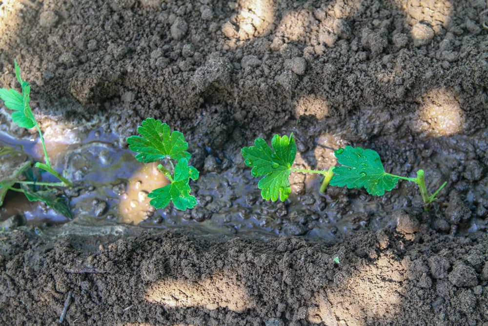 gooseberry cuttings placed in a soil trench and heavily watered