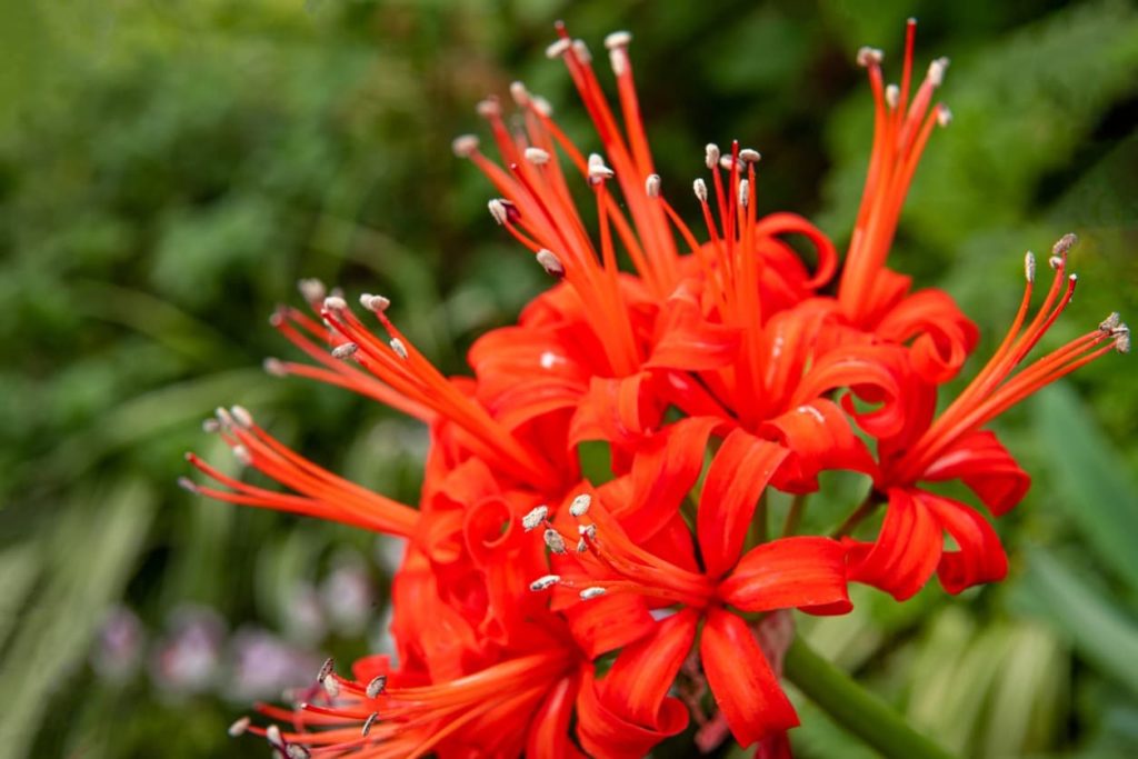 bright red flowers and white stamens of Nerine sarniensis