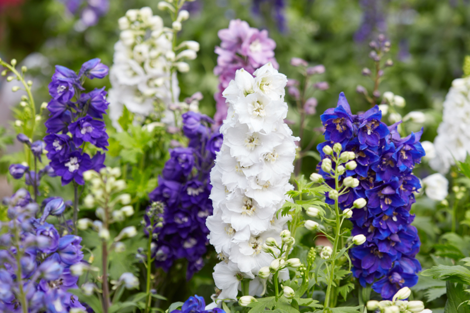purple, white, pink and blue delphiniums growing next to each other in a flower bed outside