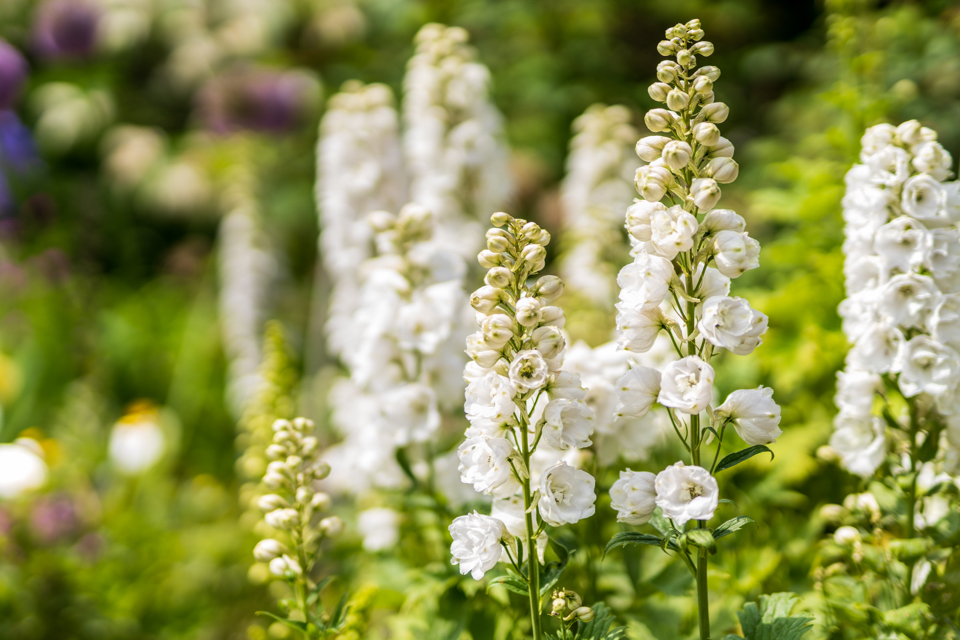 tall, white flowering delphiniums with long stems growing outside