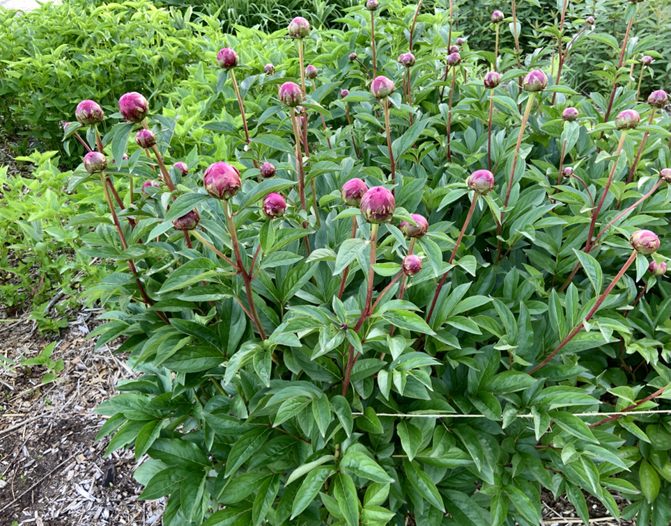 peony shrub with pink flower buds that are yet to bloom growing in a wire support