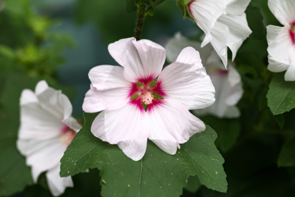 pale pink flowers with deeper pink centres from a tree mallow plant growing outside