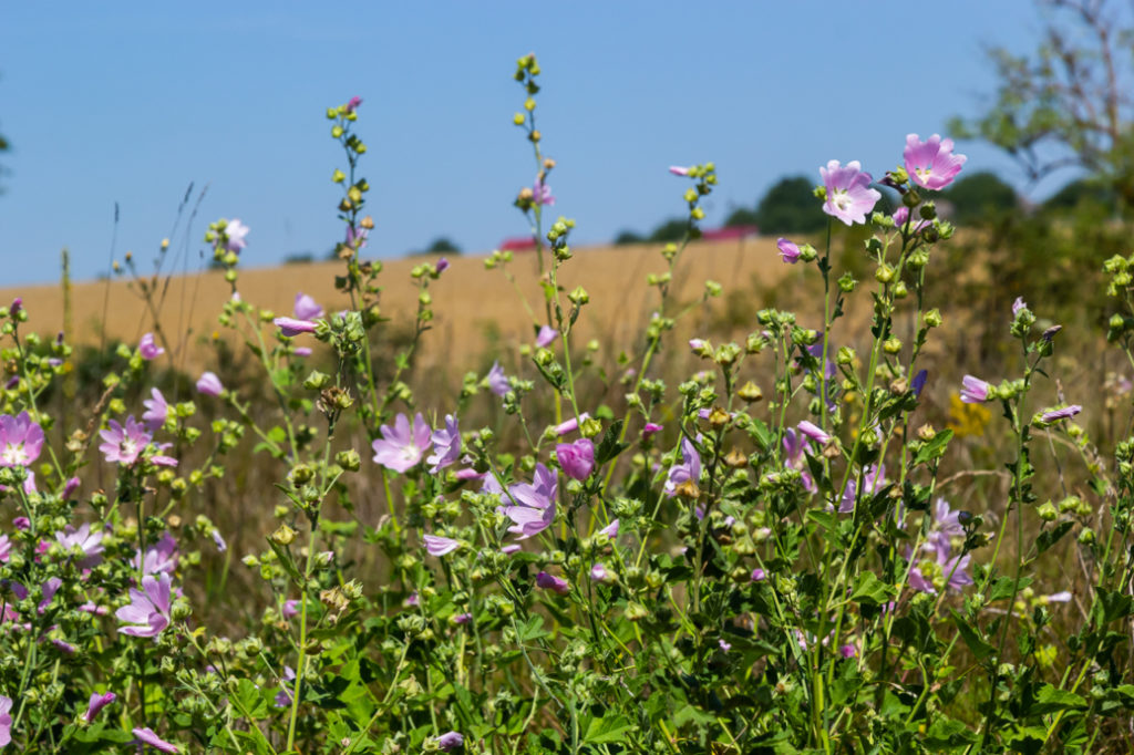 pink flowering lavateras with long stems growing outside in a field on a sunny day