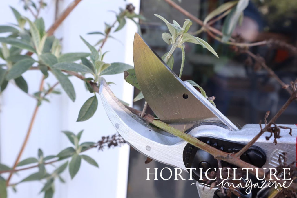 secateurs taking a cutting from a buddleja plant