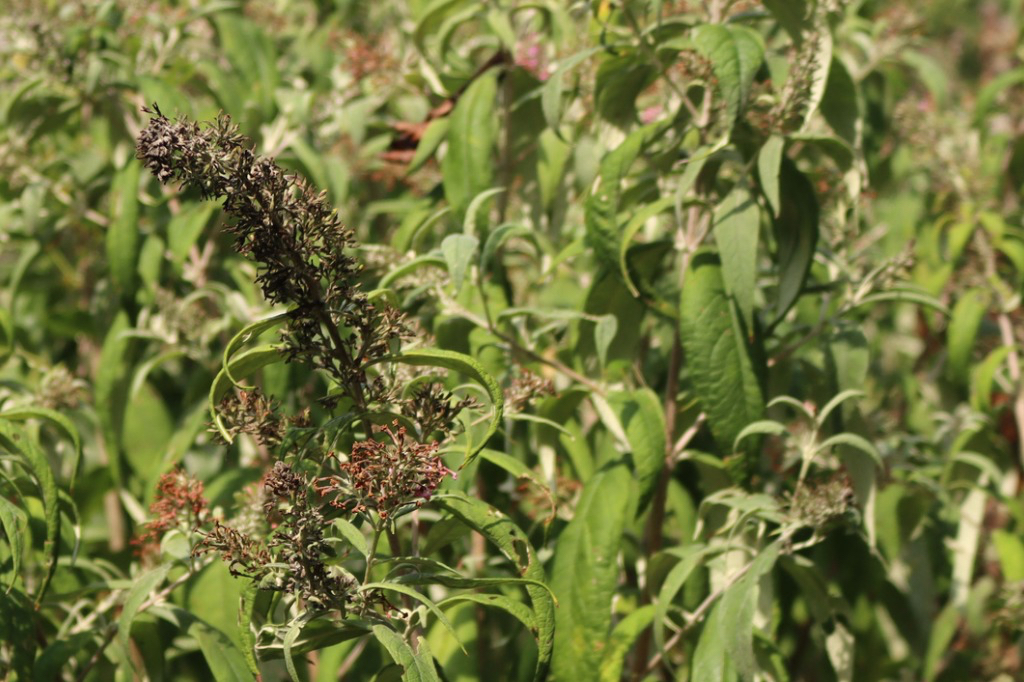 spent buddleja bloom with withering, brown flowers ready to be deadheaded