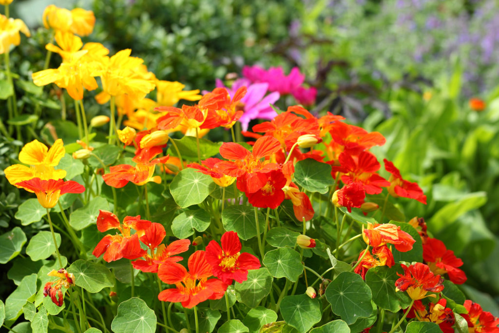 orange and yellow flowering nasturtium shrubs growing outside side by side