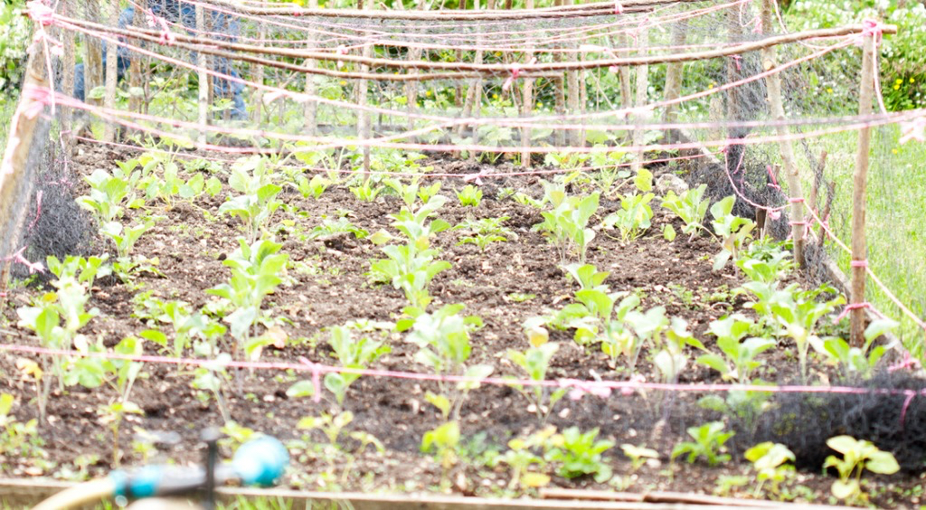 vegetables growing in a raised bed that have been covered in a sheer netting that is held up by wooden posts