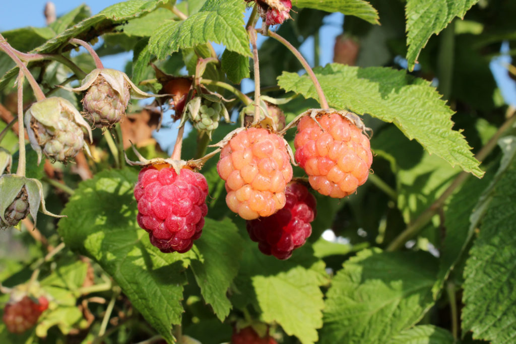 'malling jewel' raspberry shrub with red, orange and green fruits at various stages of ripeness