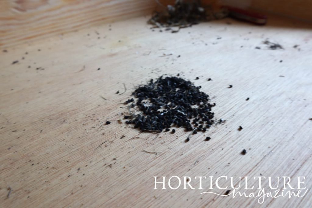 black love-in-a-mist seeds on the surface of a potting bench