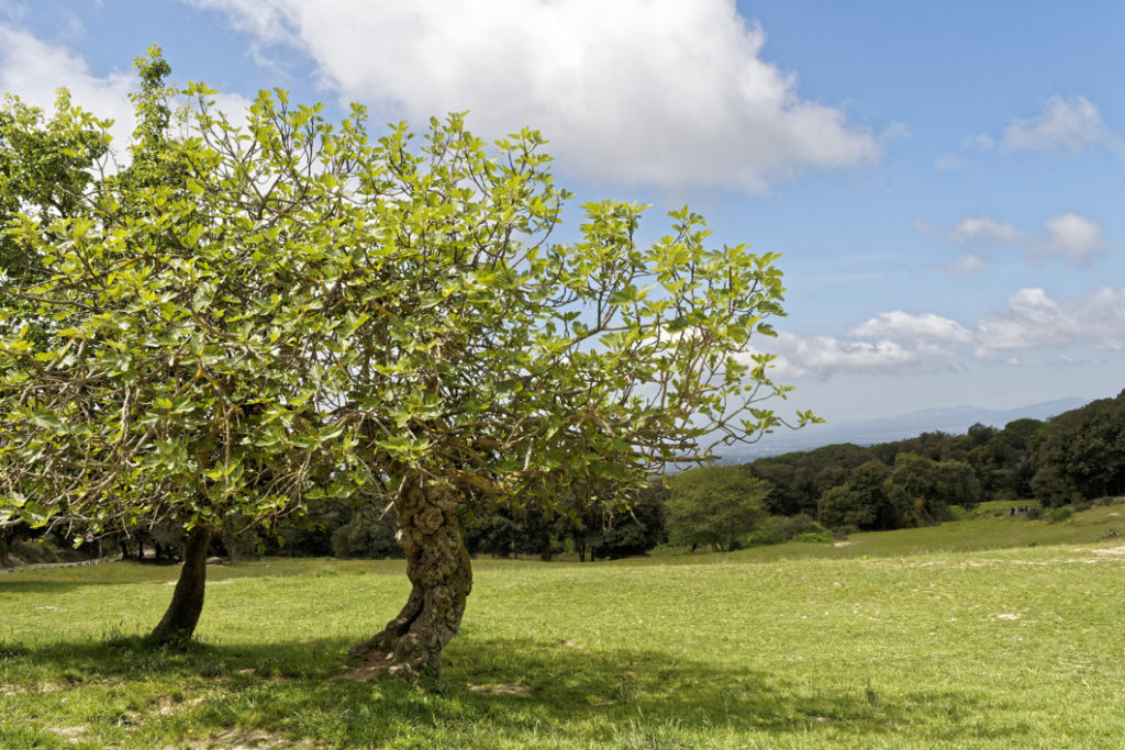 two fully-grown fig trees growing in a field with a blue sky and other green trees in the background