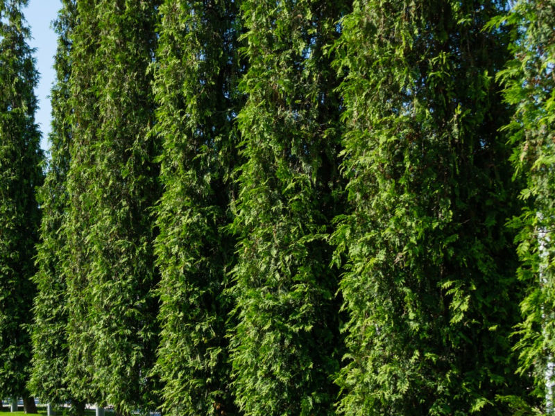 Research Reveals These Are Fastest Growing Hedges For Your Garden