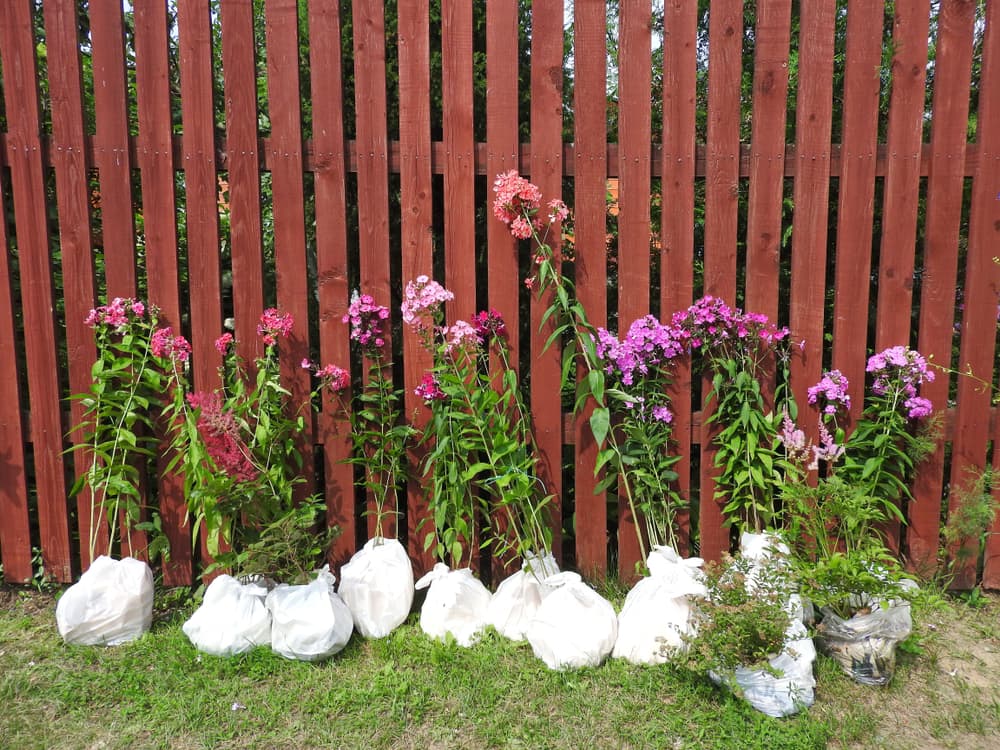 blooming phlox seedlings resting against a fence and ready for planting