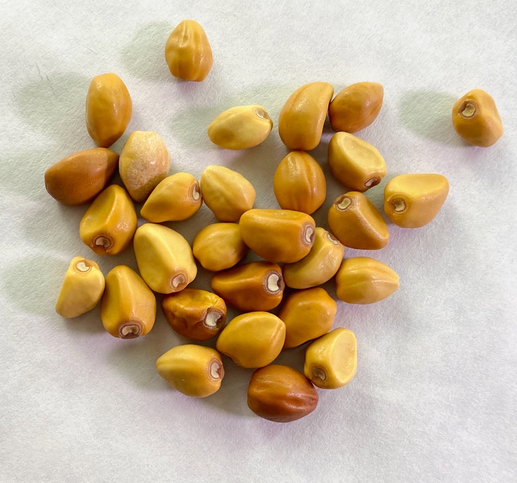 small yellow seeds from a moonflower vine plant ready to be planted
